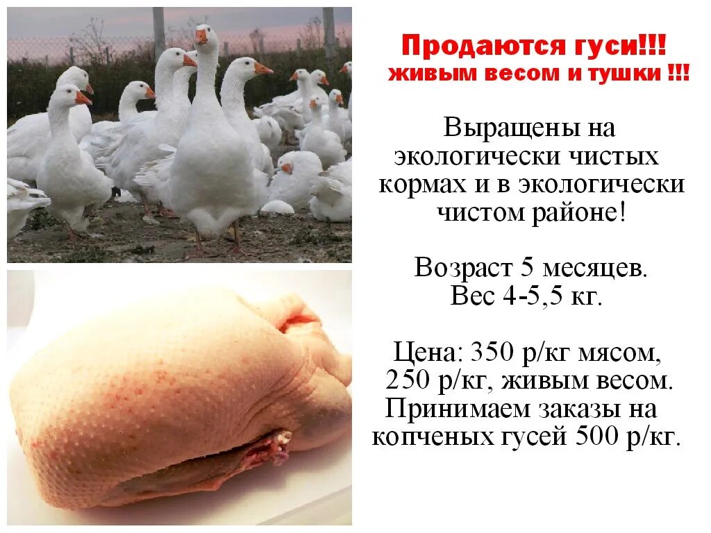 Объявление о продаже мяса. Объявление о продаже гусей. Живой вес гуся. Объявление о продаже гусей на мясо. Купить мясо живой вес