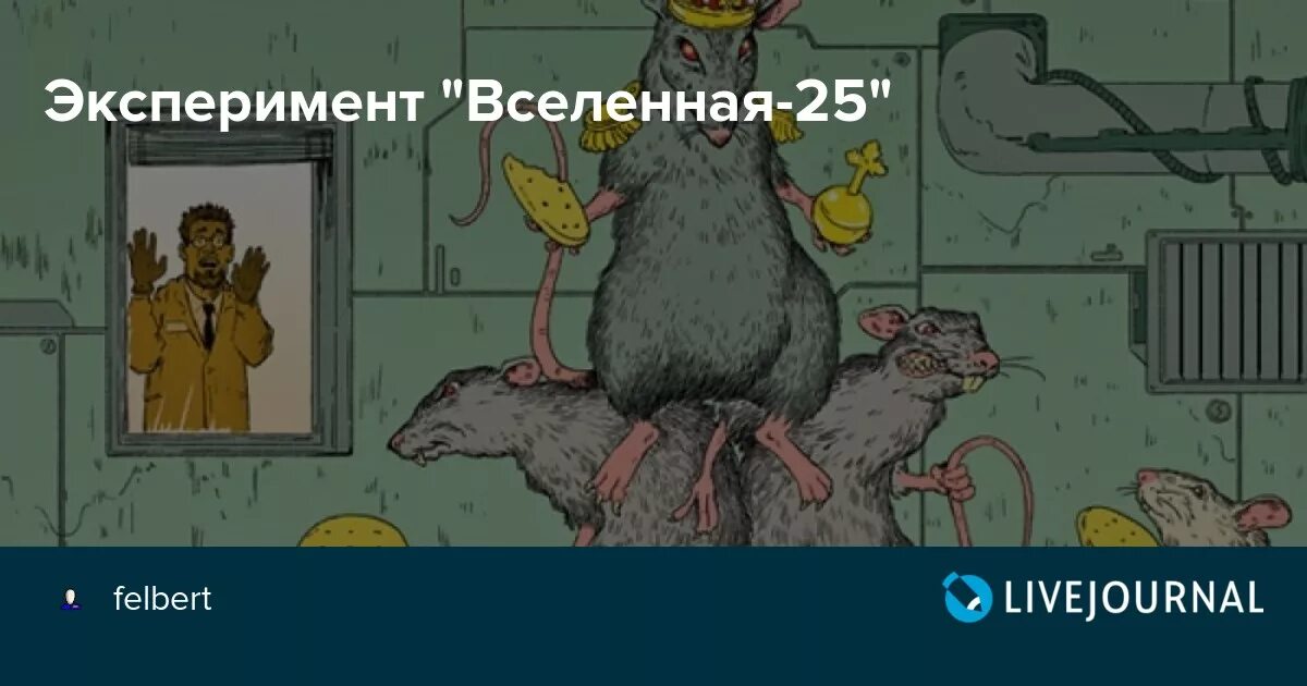 Эксперимент с мышами вселенная. Эксперимент вселенная 25. мышиный рай эксперимент. вселенная 25 эксперимент мышиный. эксперимент с крысами американского ученого.
