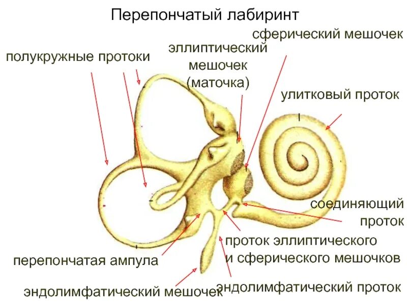 Перепончатый Лабиринт внутреннего уха анатомия. Перепончатый Лабиринт внутреннего уха строение. Перепончатый Лабиринт улитки внутреннего уха. Улитка уха перепончатый Лабиринт. 3 отдела улитки