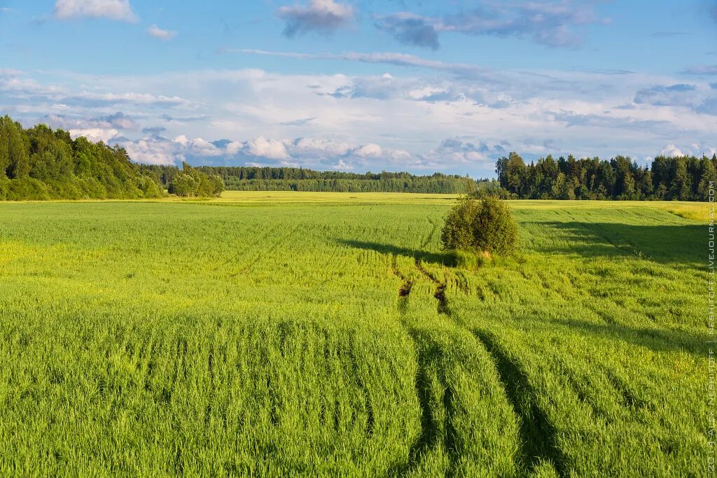 Зеленый луг купить. Зеленые Луга. Зеленые Луга России. Луга Белоруссии. Зеленые Луга, аграрий.