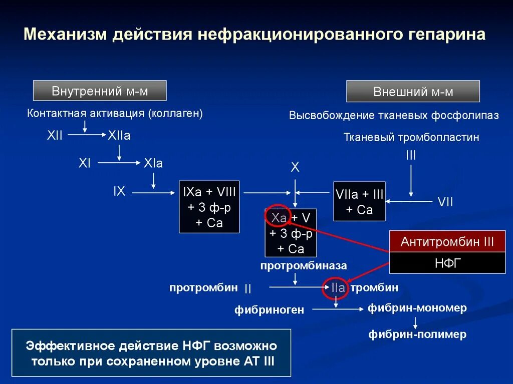 Гепарин инактивирует тромбин фактор II свертывания крови. Схема действия гепарина. Механизм действия гепарина схема. Схема свертывания крови антикоагулянты.