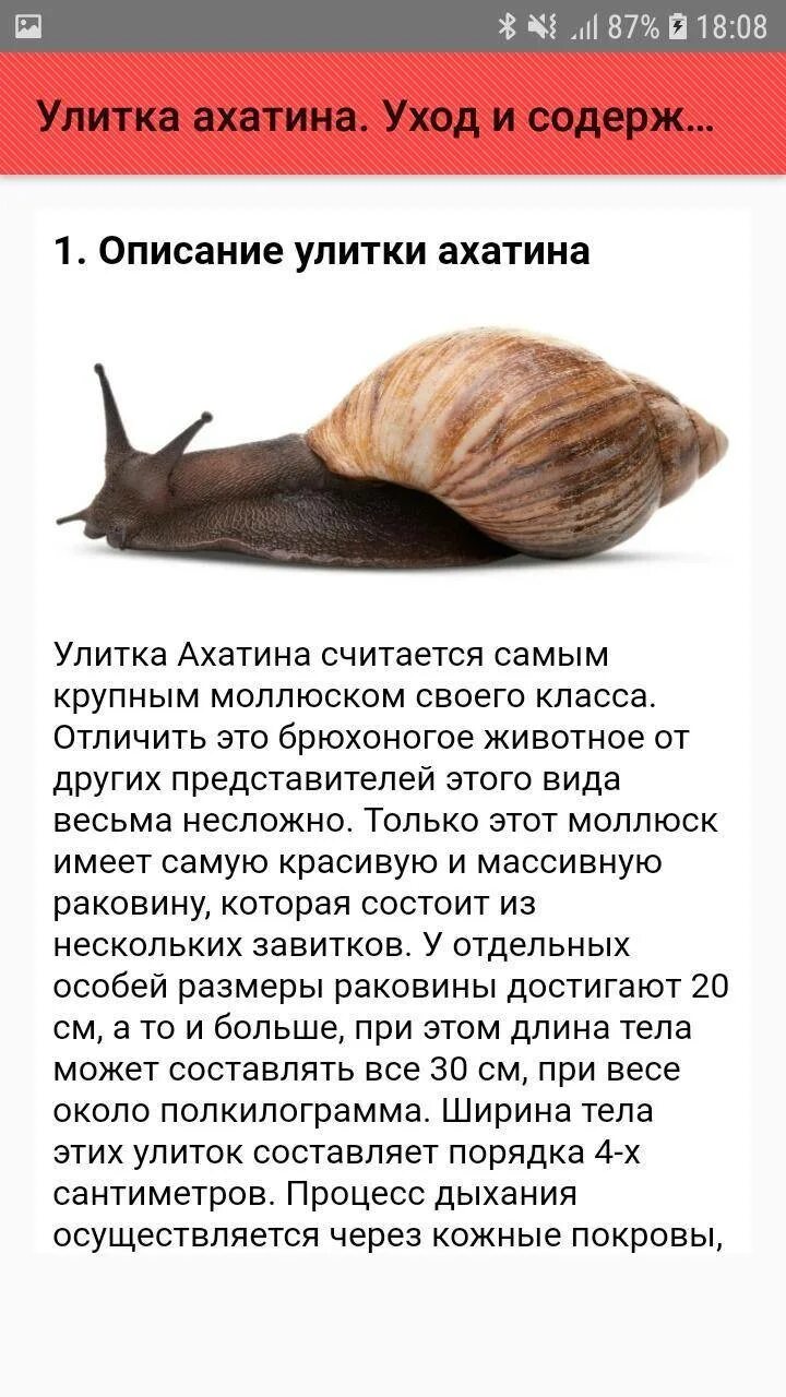 Ахатины содержание и уход. Как ухаживать за улитками в домашних условиях. улитки ахатины. как ухаживать за уа литками. как ухаживать за ул тками.