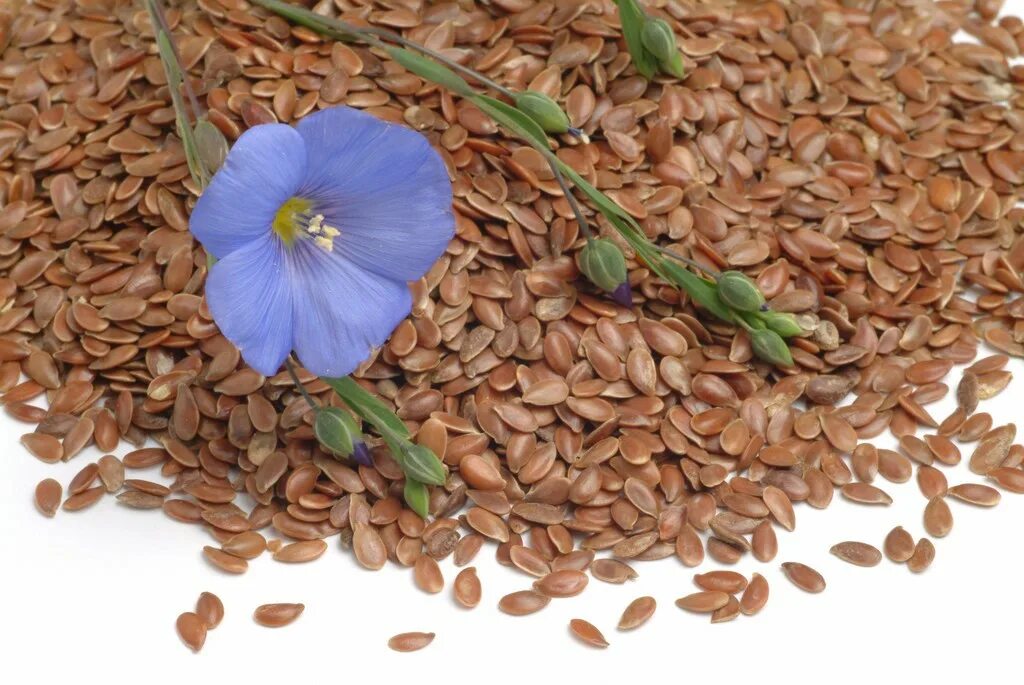 ложка деревянная с семенами льна. семена льна из какого растения. семена льна лрс. семена льна из какого растения. лен цветы и семя.