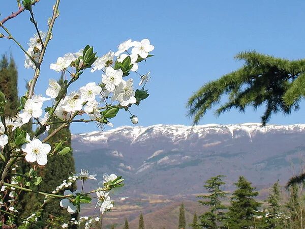 Апрель горы. Крым в апреле. Апрель природа горы. Крымские горные розы.