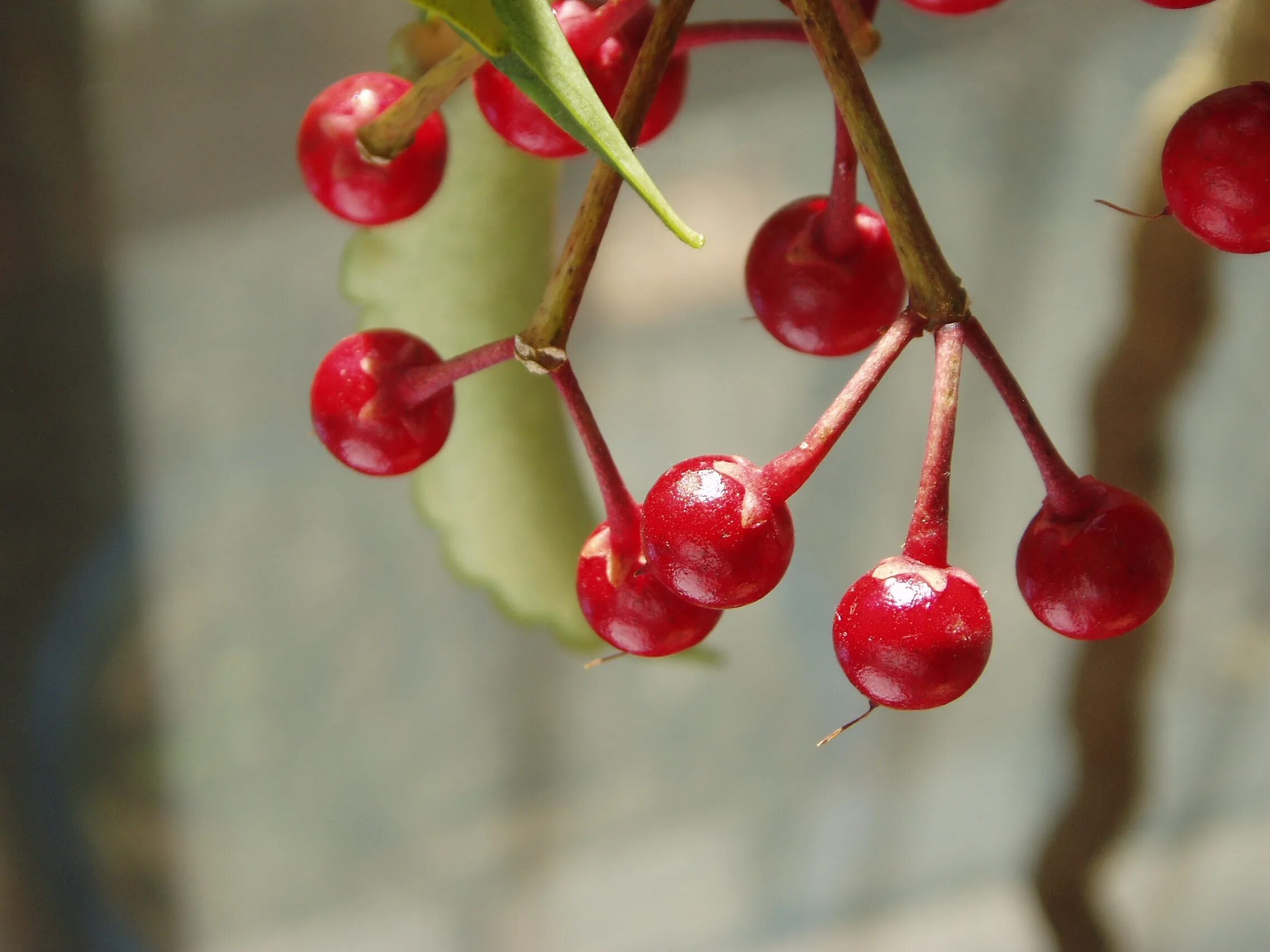 Ардизия городчатая дерево. Красные плоды. Красная круглая ягода. Цветок с красными ягодами.