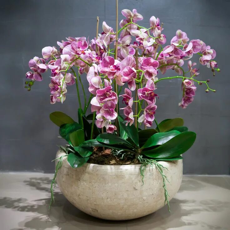Орхидея посадка в горшок. Фаленопсис грандифлора. Фаленопсис Lee. Орхидея Дендробиум фаленопсис.