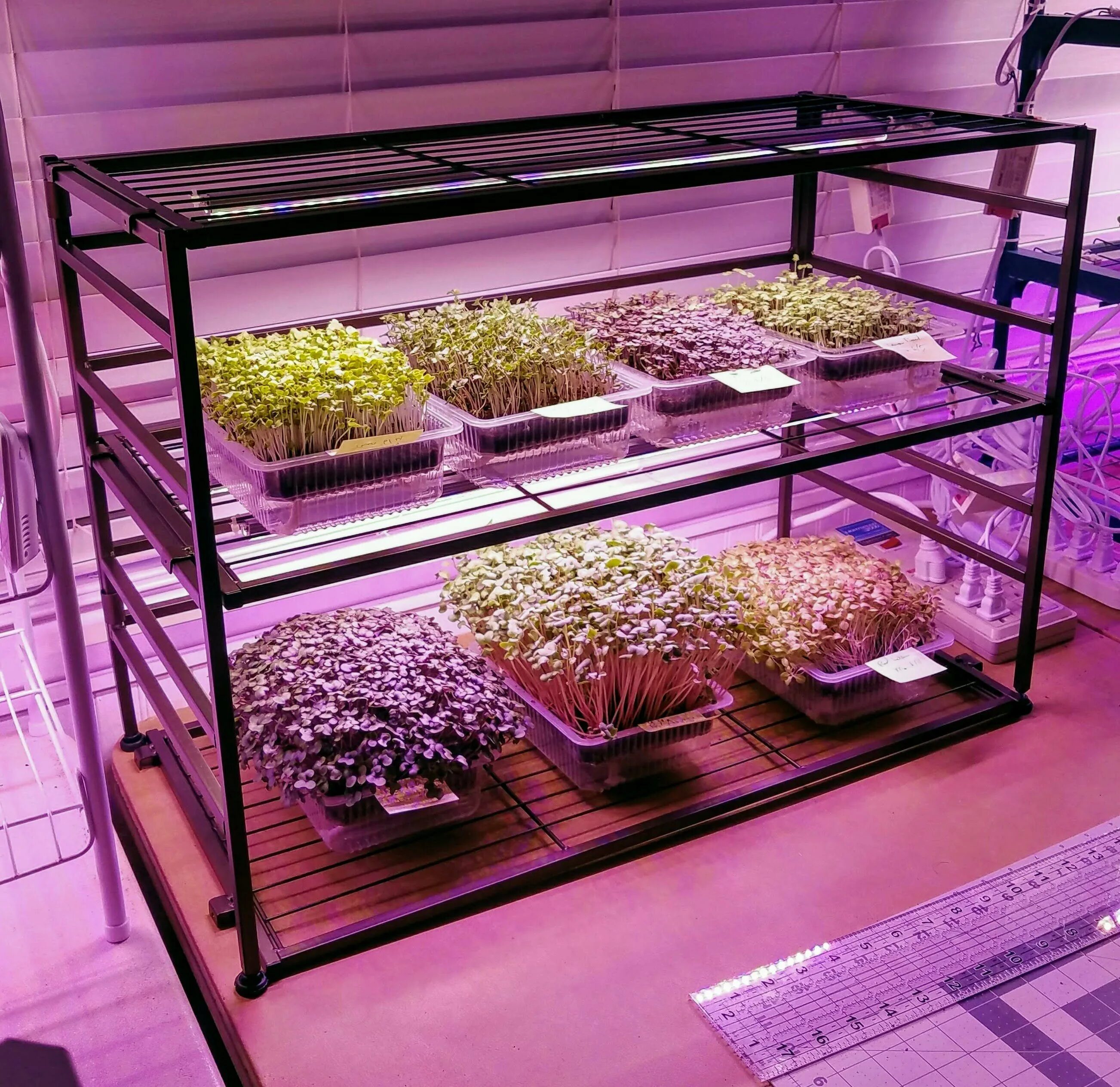 Микро ферма. Ферма микрозелень (microgreens).. Гидропонный стеллаж для микрозелени. Ферма гидропоника микрозелень. Сити ферма микрозелени.