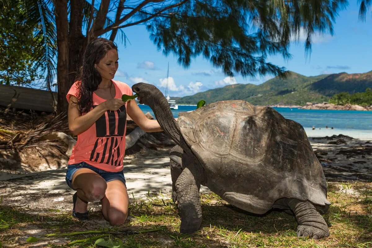 Сейшельские черепахи. Остров Альдабра Сейшелы черепахи. Черепахи на Сейшельских островах. Сейшельская гигантская черепаха. Сейшельские острова большие черепахи.