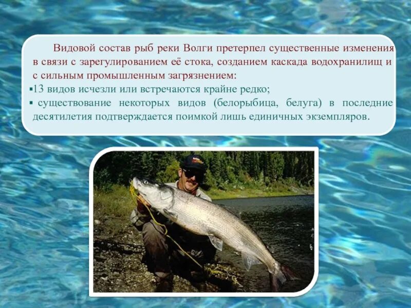Рыба в реке Волга. Видовой состав рыб Волги. Виды рыб в Волге. Рыба обитающая в Волге.