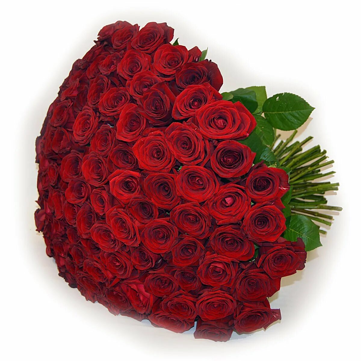 Розы черкесск. Огромный букет. Букет красных роз. Букет роз огромный. Buket krasnix roz.