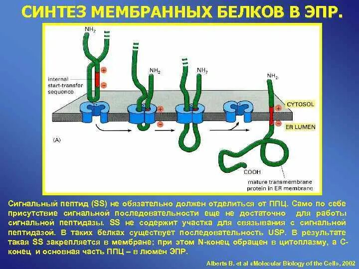 Транспорт белка происходит. Синтез белков. Синтез мембранных белков в ЭПР. Сигнальные последовательности белков. Белки мембран синтезируются в.