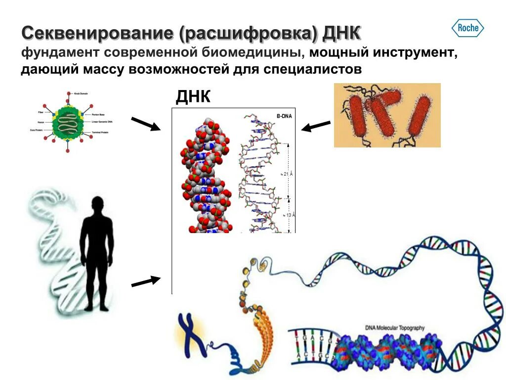 Метод секвенирования днк. Метод секвенирования генома. Секвенирование Гена 16s РРНК. Секвенирование первого поколения. Секвенирование метод в биологии.