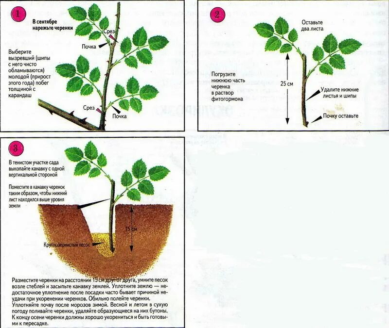 Как посадить голос. Черенок розы флорибунда. Размножение роз черенкованием. Черенки роз укоренение. Укоренение роз черенками размножение.