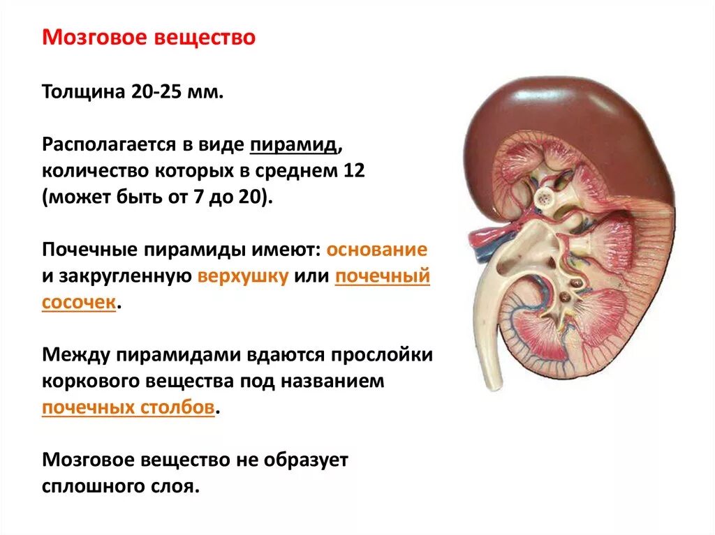 Почках и в головном мозге. Мозговое вещество почки функции. В мозговом веществе почки расположены. Мозговое вещество почки анатомия. Пирамиды мозгового вещества почки.