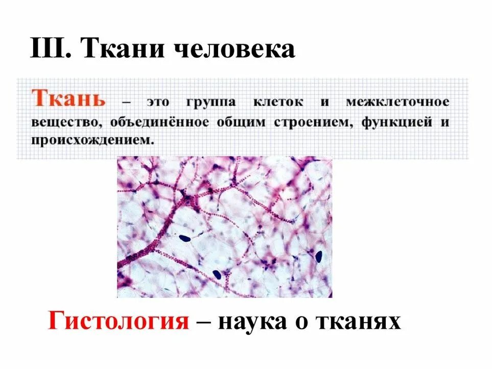 Гистология наука о тканях. Гистология. Наука о тканях живых. 5. Гистология наука о тканях.