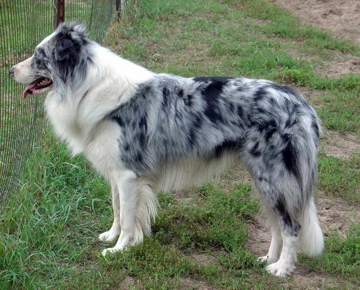 Бордер колли серый. Бордер колли blue merle. Бордер колли мрамор. Бордер колли блю мерль триколор. Бордер блю.