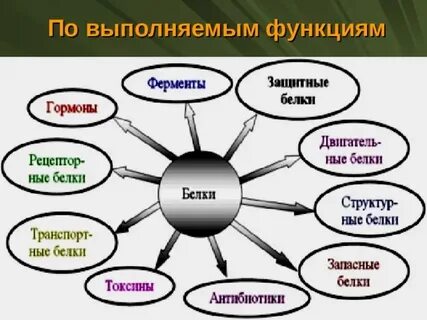 2 какие функции выполняют белки