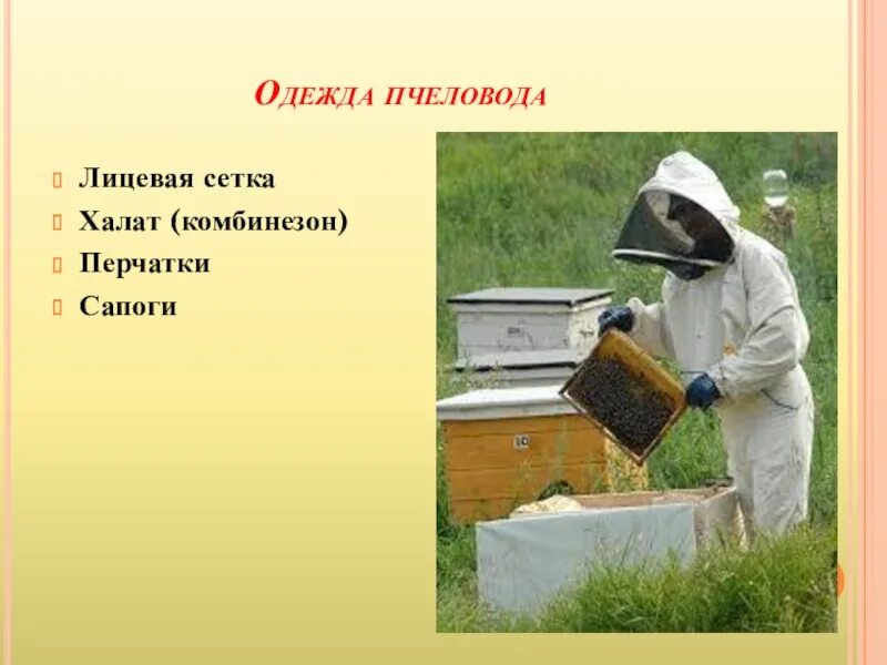 Проект профессии 2 класс окружающий мир пчеловод. Пчеловод профессия проект. Пчеловод слайд. Дошкольникам о пчеловодстве.
