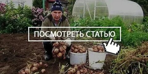 20 кустов
