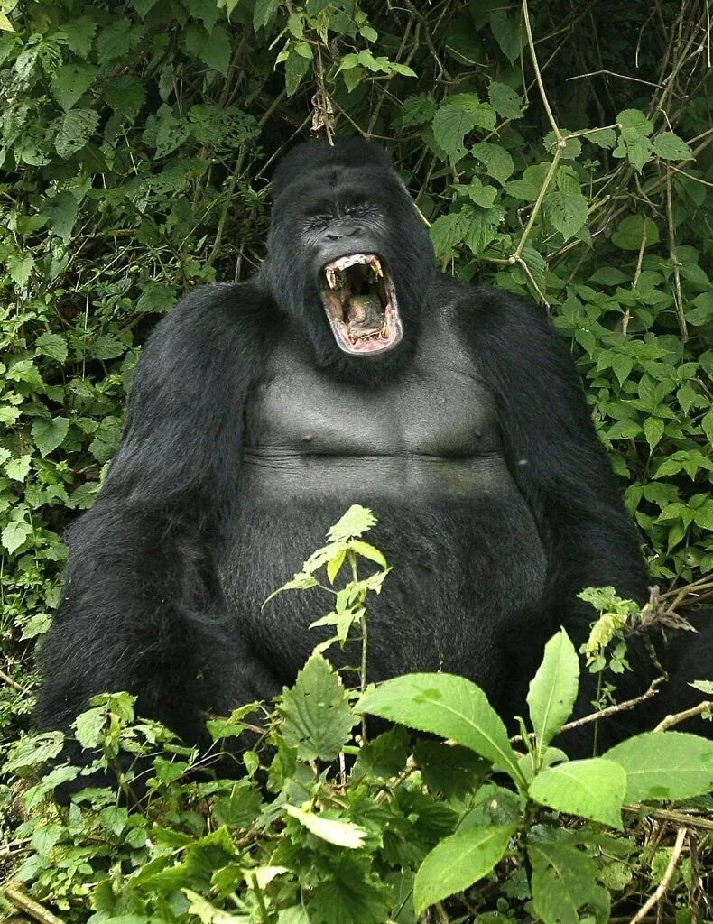Самая человекообразная обезьяна. Человекообразные обезьяны гориллы. Огромная горилла. Горилла смешная. Гигантская горилла.