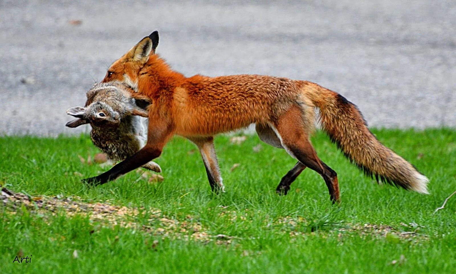 Какие отношения между лисой и зайцем. Лиса и кролик. Кролик и лиса фото. Обыкновенная лисица охота. Зайцев Фокс.