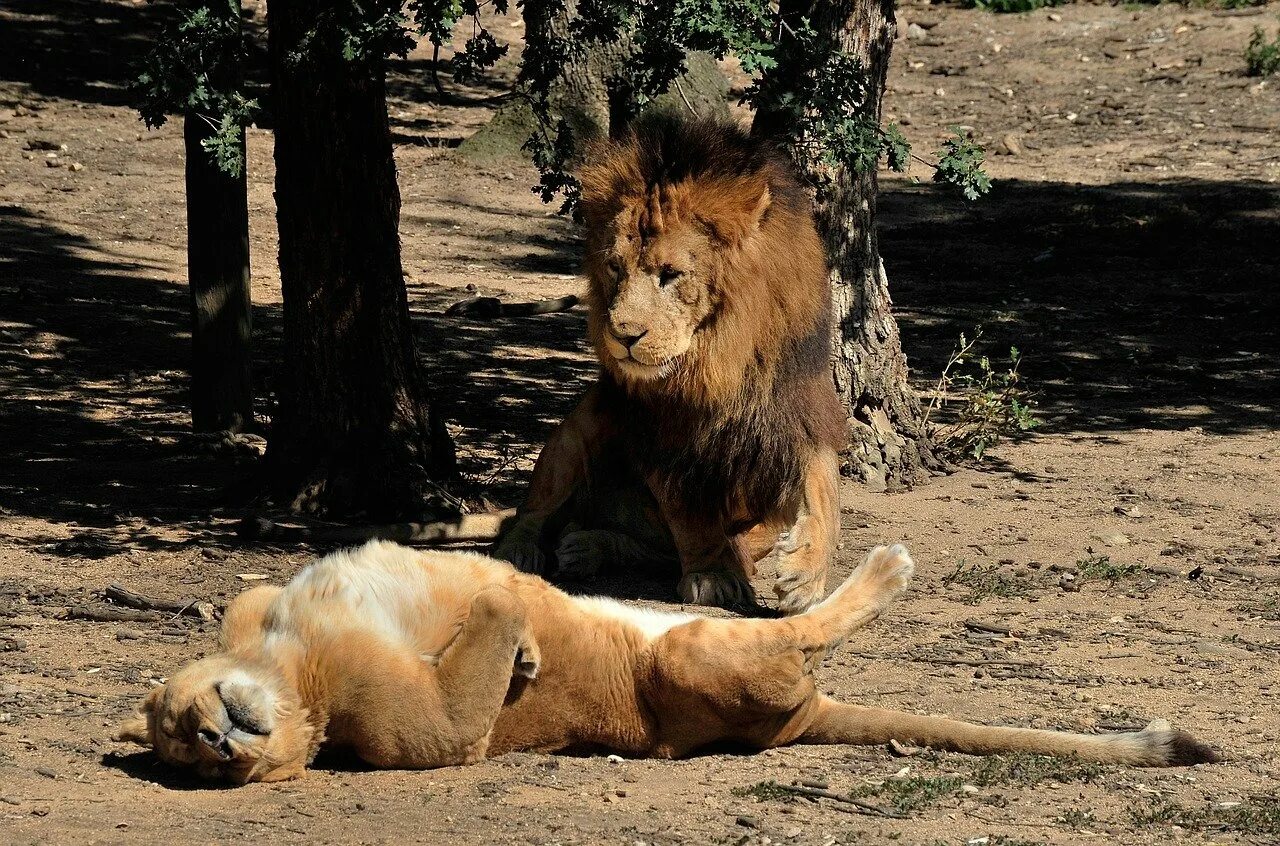 Страстное животное. Лев и львица. Лев. Лев лежит. Африканский Лев.