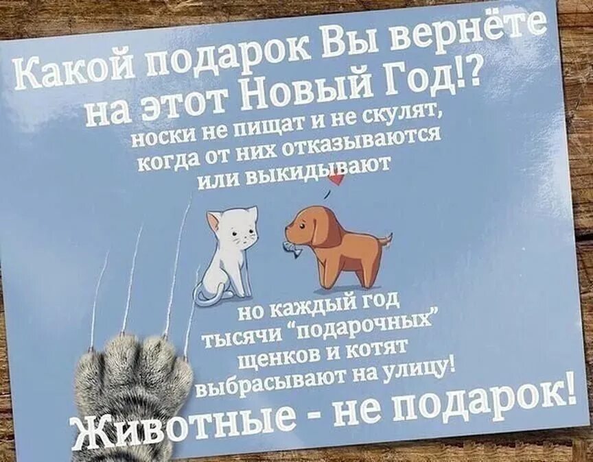 Не тот подарок дорог. Не Дарите животных на новый год. Животные не подарок. Животные не подарок на новый год. Животные не игрушки и не подарки.