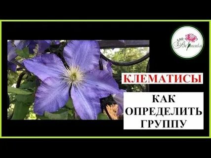 Как обрезать клематис после цветения