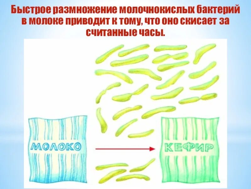 Размножение бактерий в молоке. Размножение молочнокислых бактерий. молочнокислые бактерии строение. виды молочнокислых бактерий. формы молочнокислых бактерий.
