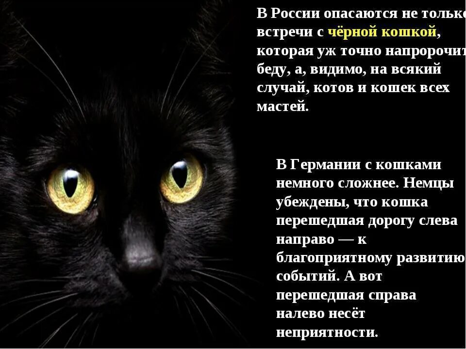 Приметы о черных кошках. Черная кошка примета. Приметы о чёрных кошках. Приметы и суеверия про черных кошек. К чему приходят кошки примета