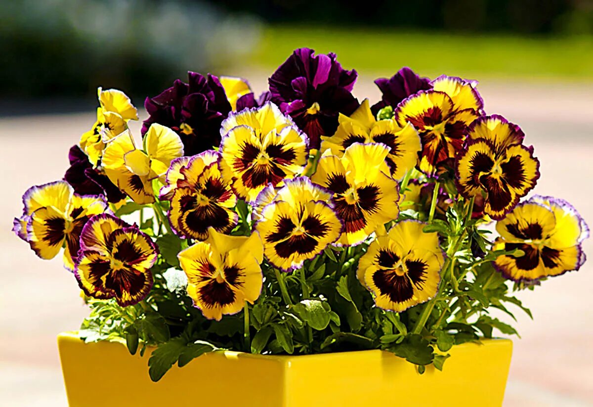 Amazon.com: Violas - MENGB / Violas / Orchestral String Instruments: Musical Ins