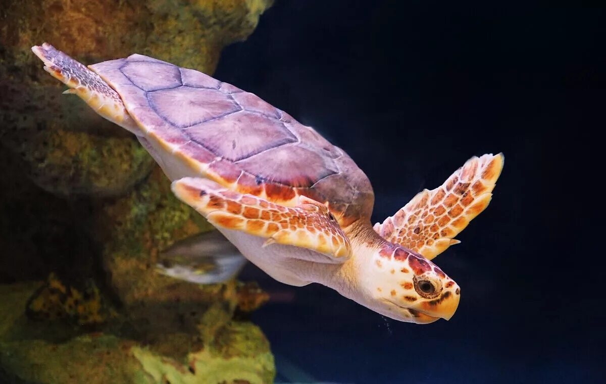 Головастая морская черепаха. Черепаха логгерхед. Морские черепахи каретта каретта. Черепаха каретта (логгерхед). Черепах логгерхедов.