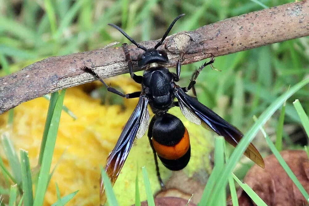 Черное насекомое похожее на осу. Шершень Крымский черный. Муравьиный Шершень. Черная Оса пелопей. Тайская пчела.