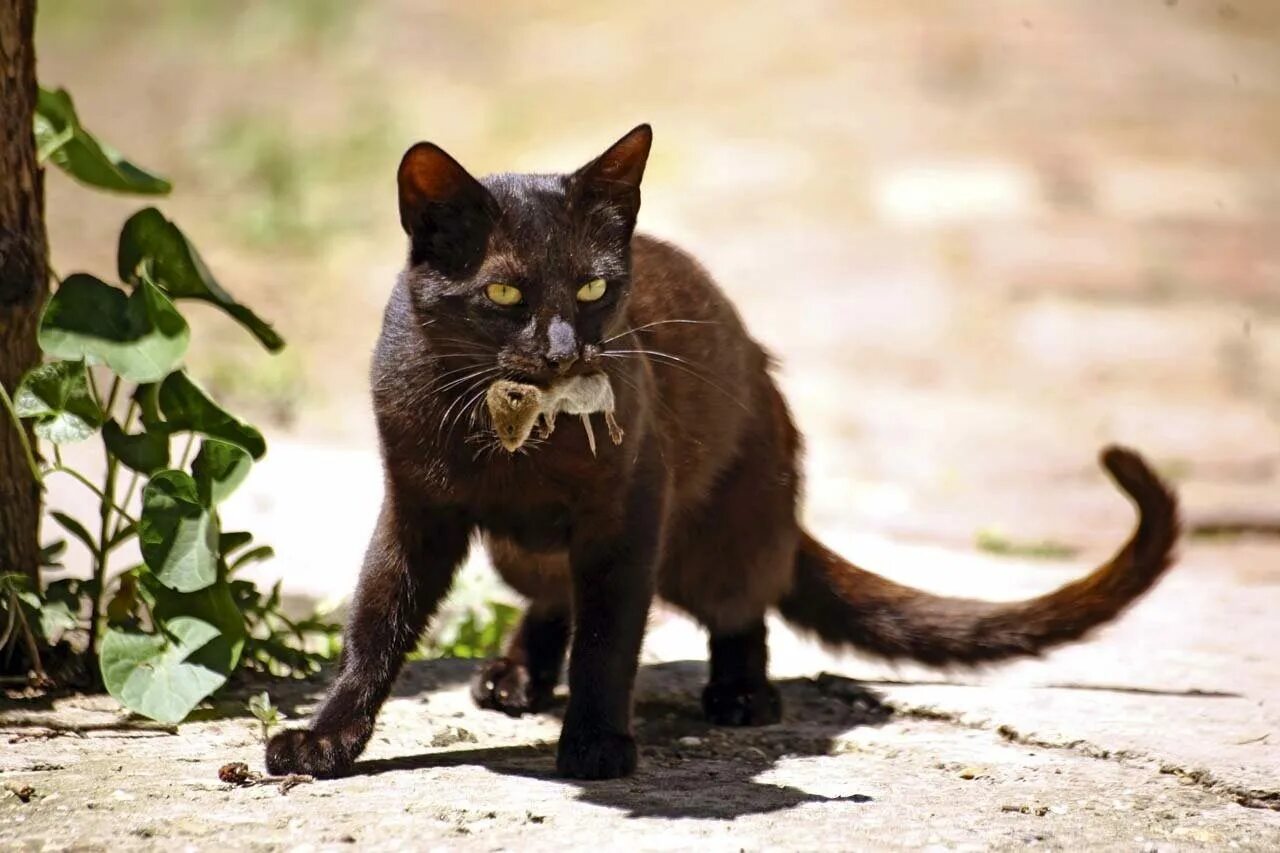 Кот ловит мышь. Кошка с добычей. кот с мышью в зубах. кот поймал мышь. кошка с мышкой в зубах.