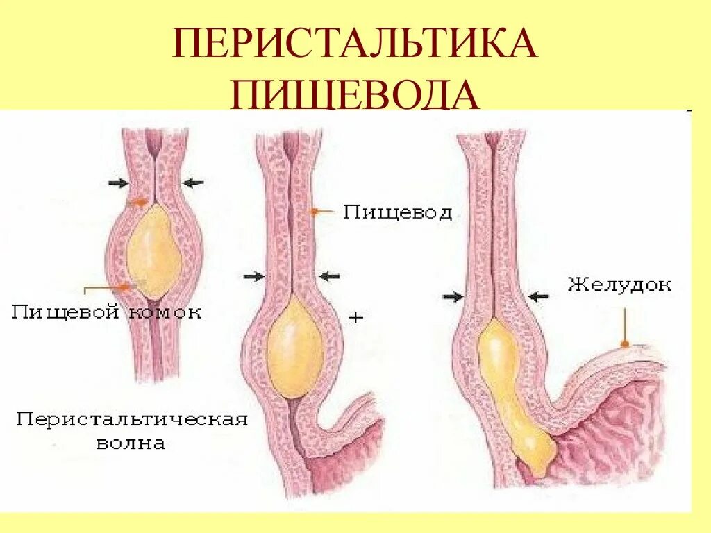 Перистальтические сокращения пищевода. Перистальтические волны пищевода. Регуляция пищевода физиология.