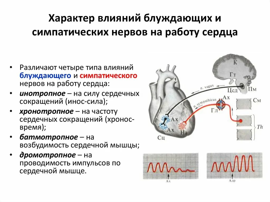 Обеспечивает регуляцию сердечной деятельности химический элемент. Обеспечивает регуляцию сердечной деятельности химический элемент