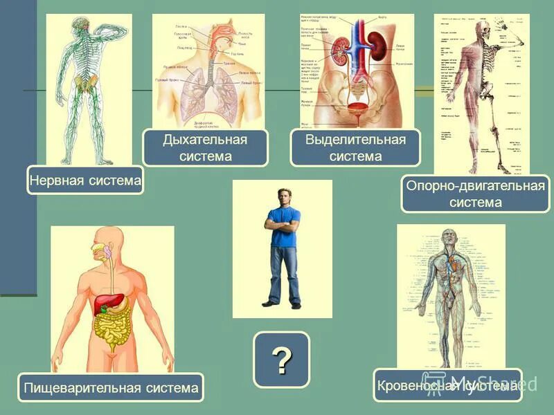 взаимосвязь кровеносной и пищеварительной системы. органы пищеварения. исследование органов пищеварения пропедевтика. взаимосвязь дыхания и кровообращения. взаимосвязь пищеварительной и кровеносной системы.