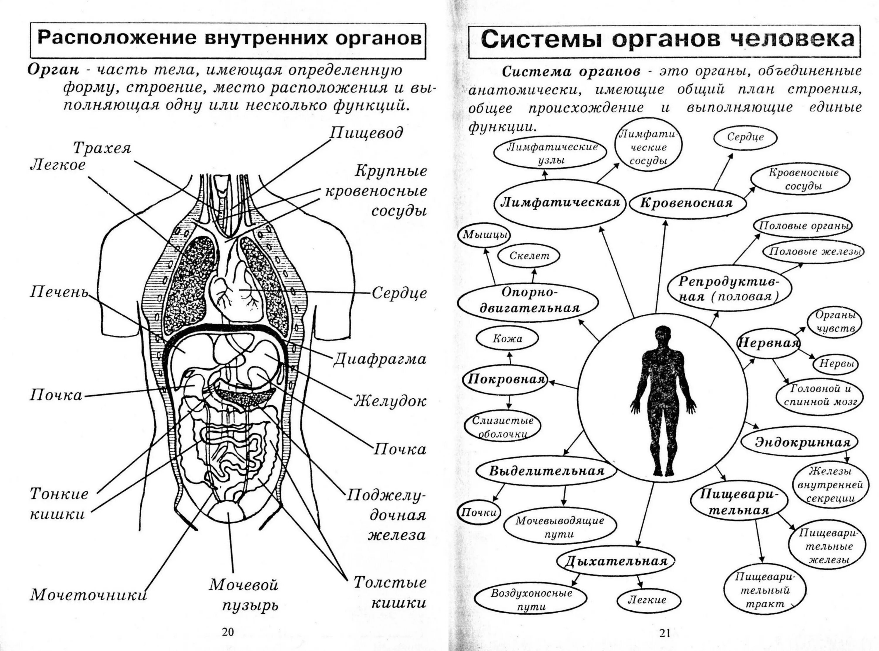 Биология человека в таблицах и схемах. Анатомия человека в таблицах и схемах Резанова. Системы органов человека ОГЭ биология. Системы органов организма человека ЕГЭ биология. Системы органов человека состав и функции