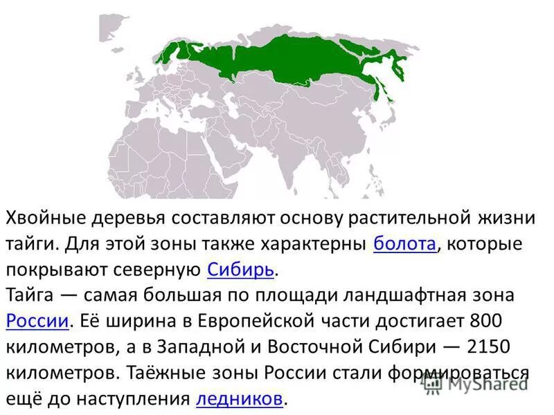 Зона тайги 4 класс. Географическое положение тайги. Тайга самая большая по площади Ландшафтная зона России.