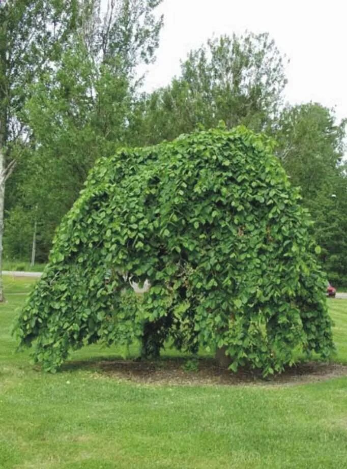 Вяз шершавый Пендула. Вяз шершавый (Ulmus glabra). Вяз Кампердоуни. Вяз шершавый pendula.