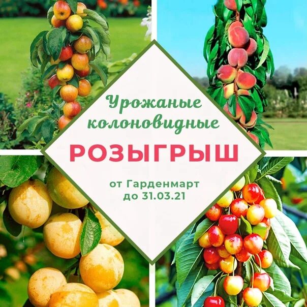 Питомник гарденмарт. Гарденмарт. Гарденмарт24 саженцы. ТОО Гарденмарт 24.