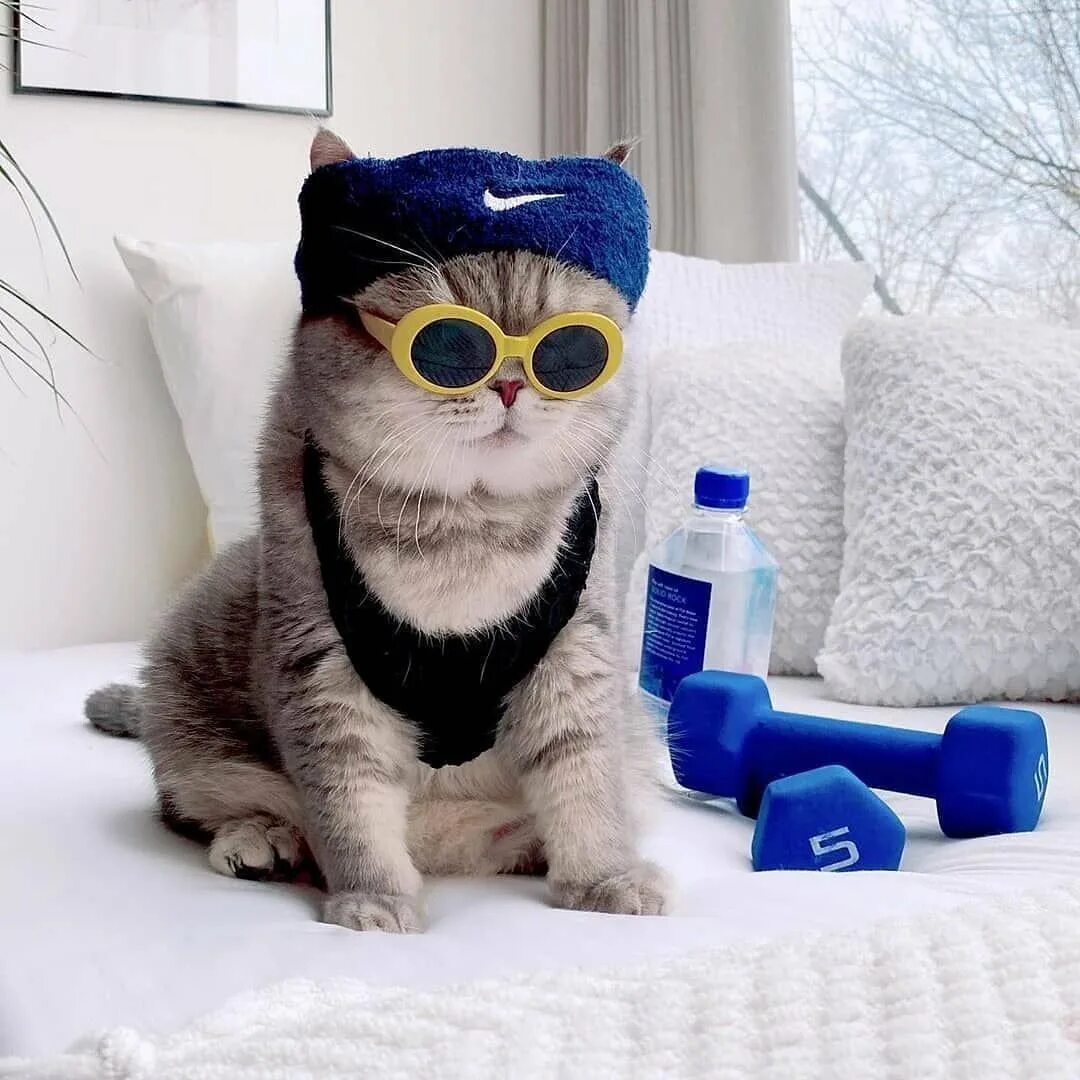 Котик мод. Кот бенсон. стильный кот. модный кот. крутой кот.
