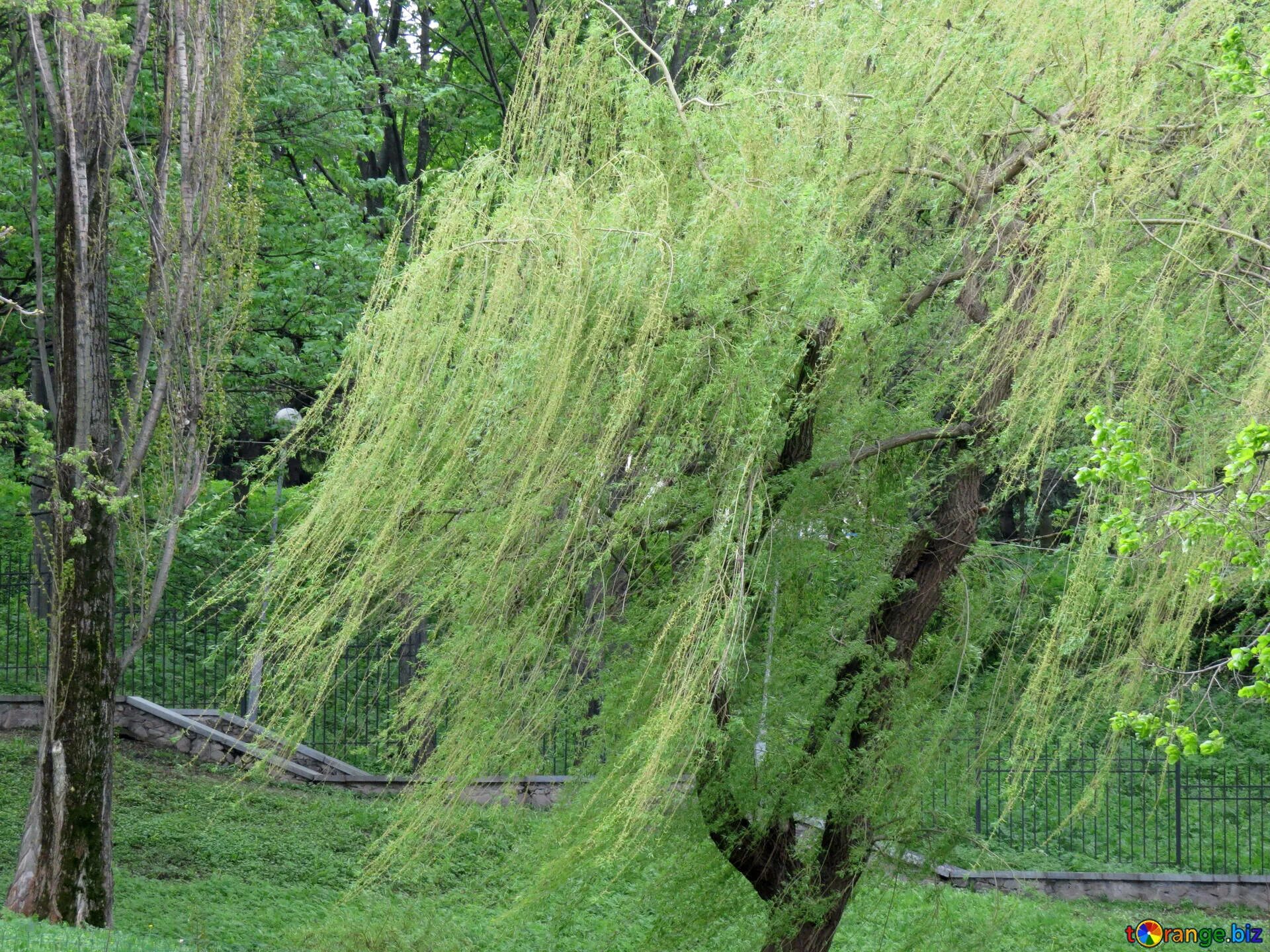 Ива ломкая Ракита. Ива ломкая (Salix fragilis), Ракита. Ива ветла Ракита. Ива ломкая bullata.