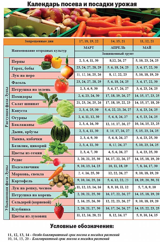 Числа посадки помидор на рассаду. Календарь рассады. Календарь посадки рассады. Календарь посадки овощей. Рассаду овощи сажать овощи.