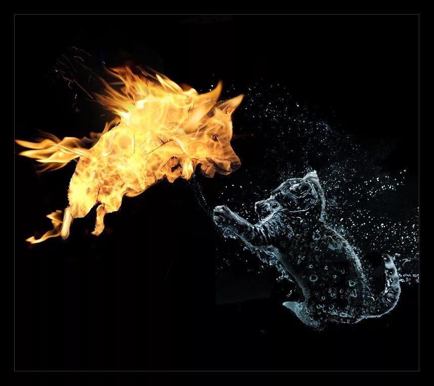 огонь вода коты. коты воители огнезвезд. огонь и лед. огненная кошка арт. волки стихий.