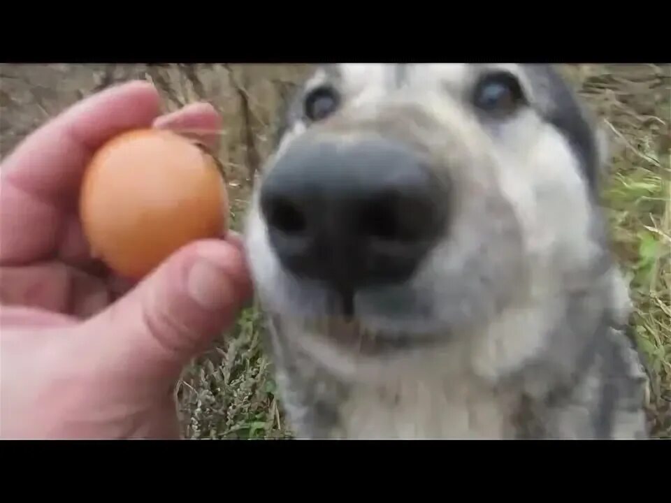 Не буди собака с яблоками откуда мем These are the fruits that are safe (and not safe) for your dog to eat Can dogs e