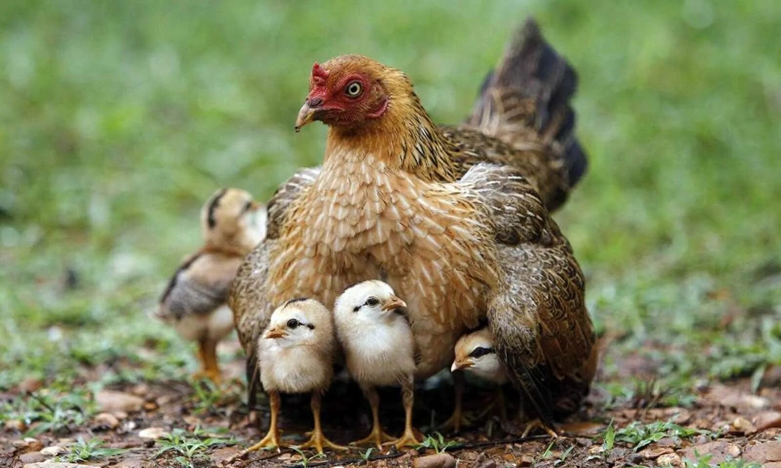 Chick s. Фазан Квочка наседка с птенцами. Курица с цыплятами. Наседка с цыплятами. Курочка с цыплятами.