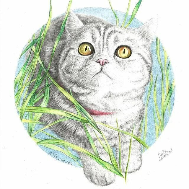 Cat s name is. Нарисовать портрет кошки. Кошечка ю-ю рисунок. Кошка ЮЮ. Котенок портрет рисунок.