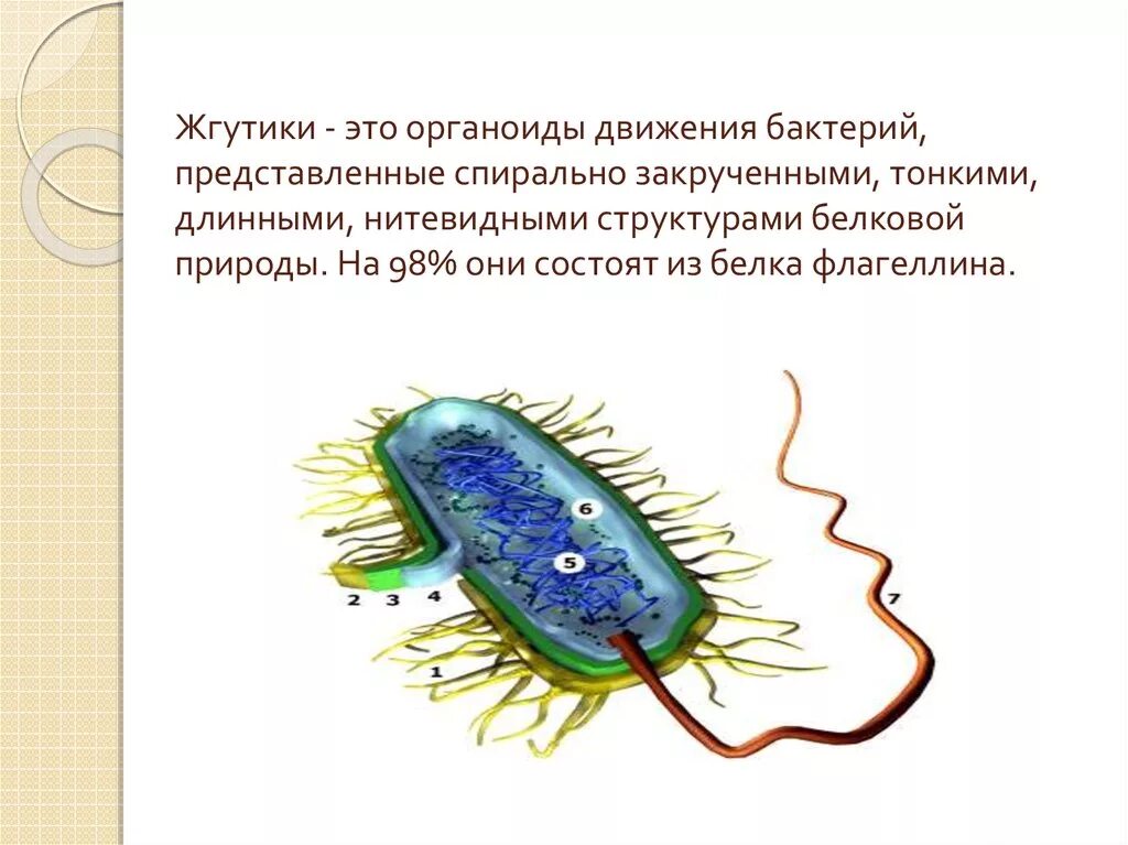 Строение жгутика бактерий. Органоиды передвижения бактериальной клетки. Строение жгутика бактериальной клетки. Строение жгутиковых бактерий микробиология. Передвижение бактерий