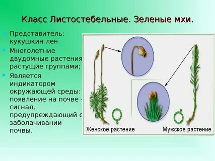 К какому царству относятся мхи